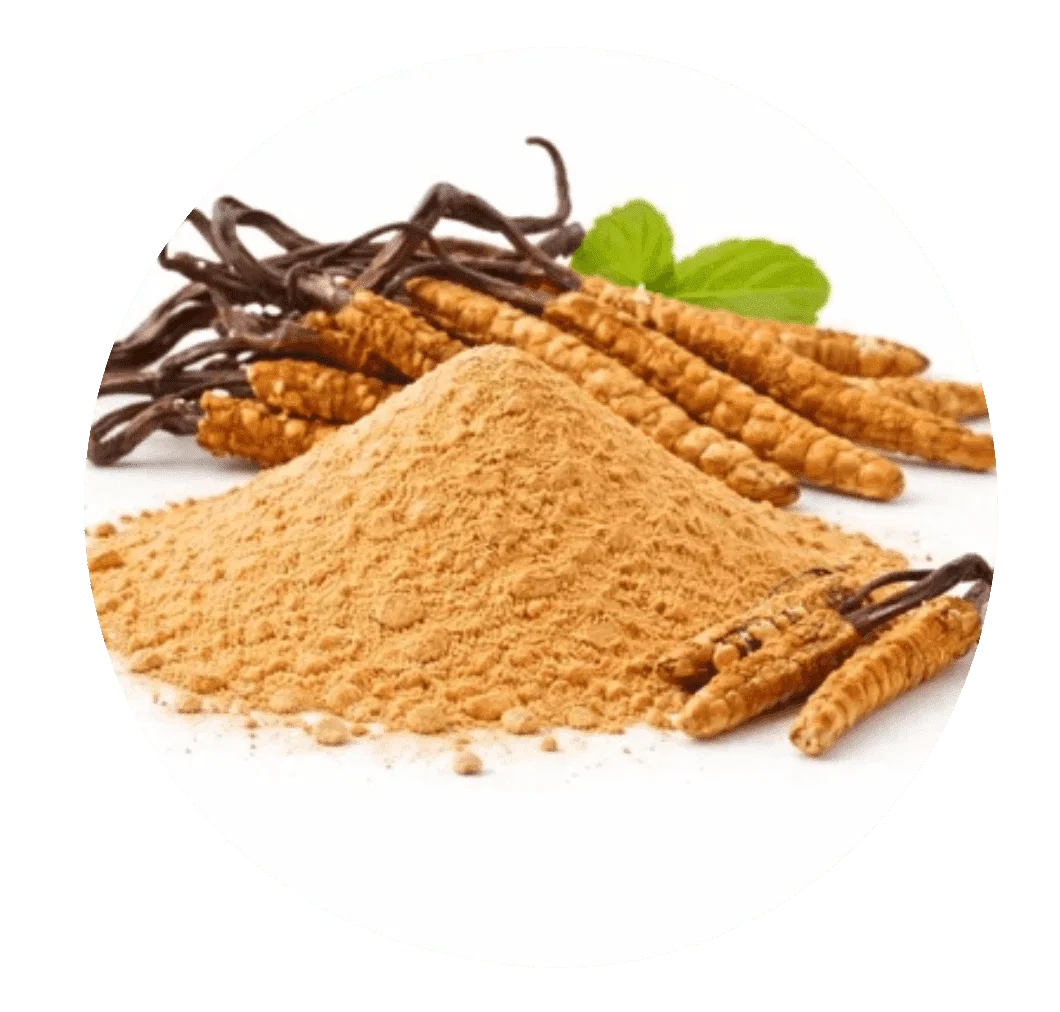 Cordyceps sinensis and powder
