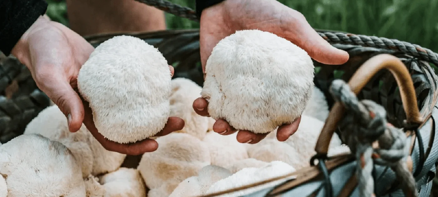 Freshly foraged Lion's Mane mushrooms held over a basket