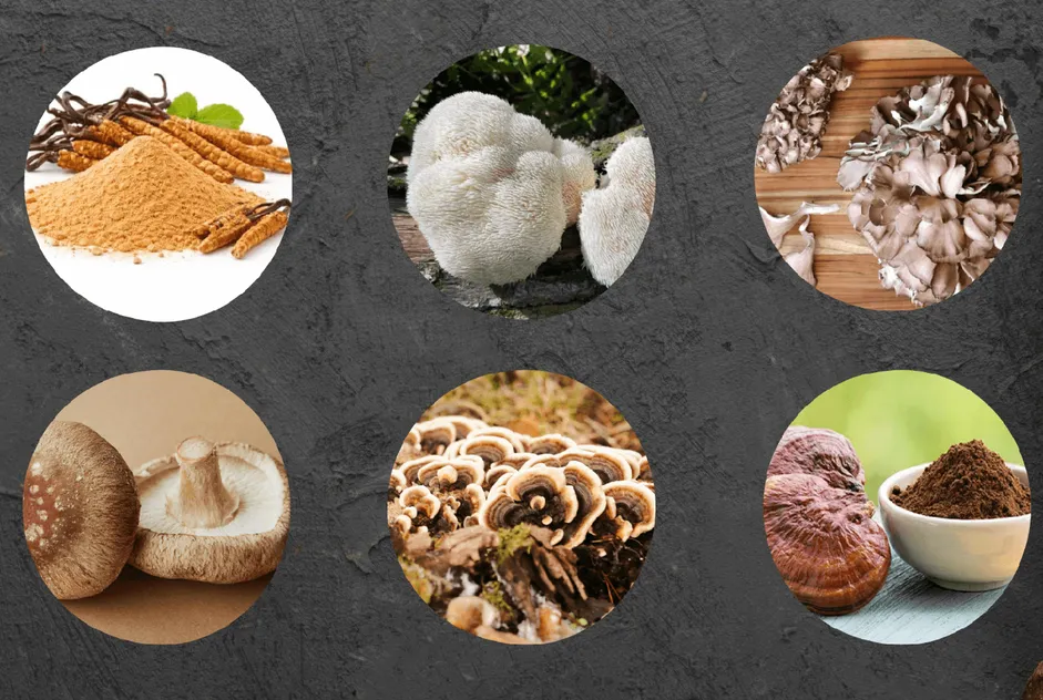 The six functional mushrooms inside Mindoxa