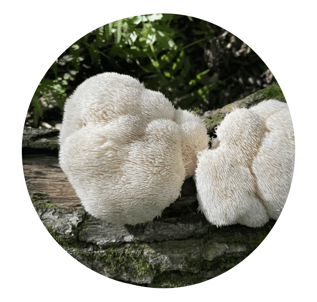 Lion's Mane mushroom