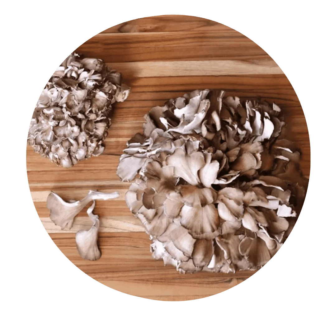 Maitake (hen of the woods) mushrooms
