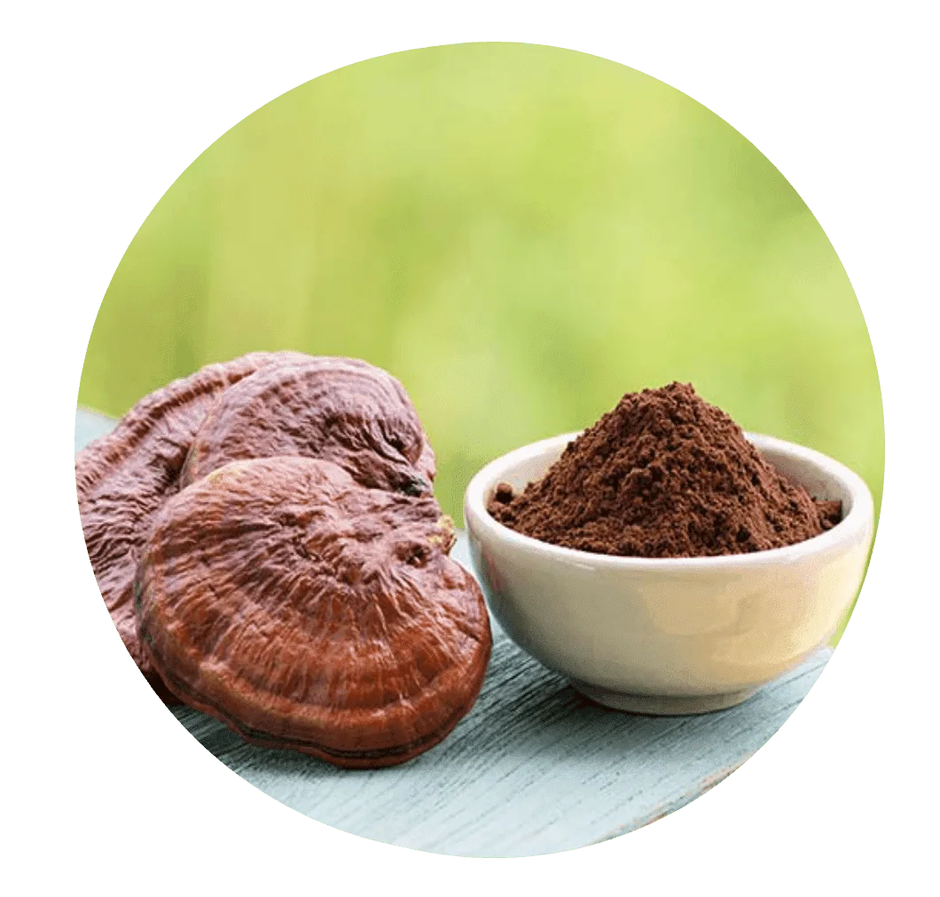 Reishi mushroom and extract powder