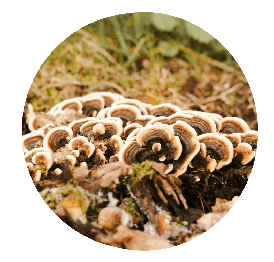 Turkey Tail mushrooms